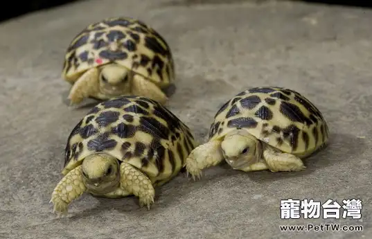 印度星龜的繁殖知識