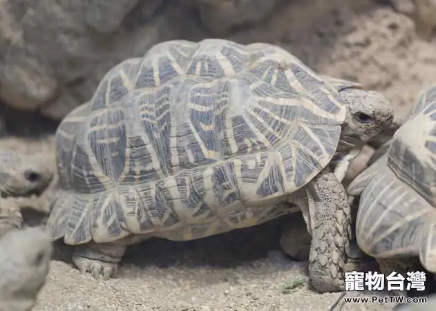 印度星龜的呼吸系統易患疾病