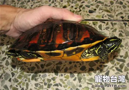 火焰龜(紅肚龜)價格,火焰龜(紅肚龜)多少錢?(共2張圖片)-寵物台灣