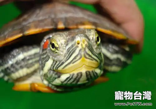 紅耳龜飼養方法,紅耳龜怎麼養?(共2張圖片)-寵物台灣