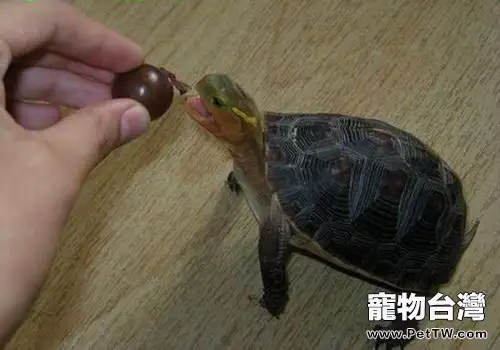 黃緣閉殼龜喜歡吃什麼食物