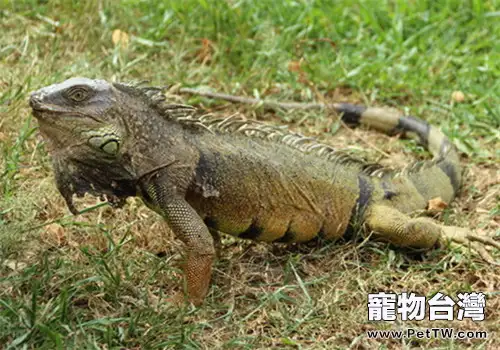 綠鬣蜥飼養方法，綠鬣蜥怎麼養？