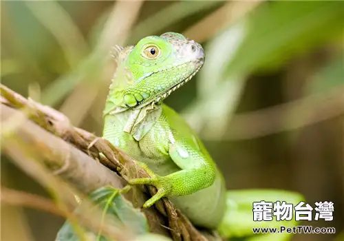 綠鬣蜥飼養方法，綠鬣蜥怎麼養？