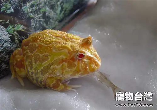 角蛙價格和角蛙壽命介紹(共2張圖片)-寵物台灣