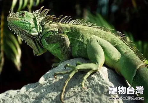 綠鬣蜥的生活習性及壽命(共2張圖片)-寵物台灣