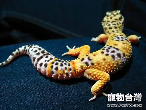 適合新手飼養的豹紋守宮(1圖)-寵物台灣