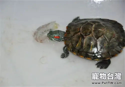 用蝦喂龜真的好麼?(共2張圖片)-寵物台灣
