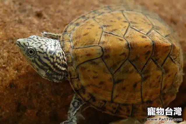 虎紋麝香龜繁殖孵化簡介（圖）