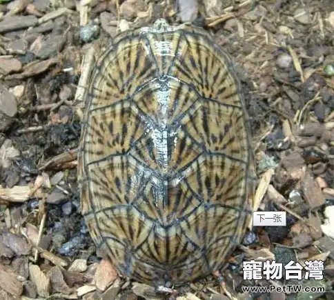 虎紋麝香龜繁殖孵化簡介(圖)(共2張圖片)-寵物台灣