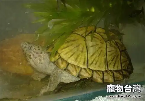 手把手教你飼養剃刀龜