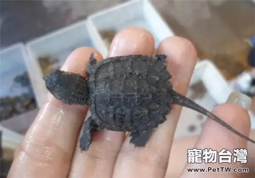 剛出生的鱷龜龜苗怎麼養？