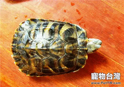 王八跟龜有什麼區別?(共2張圖片)-寵物台灣