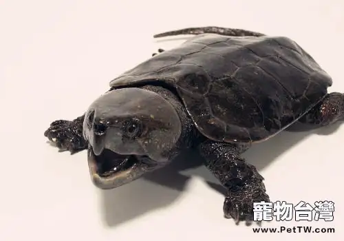 鷹嘴龜吃什麼?怎麼養?(共2張圖片)-寵物台灣