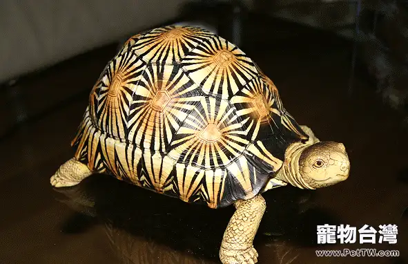 輻射陸龜基本資料(1圖)-寵物台灣