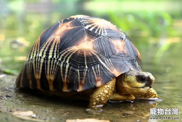 輻射陸龜的繁殖知識