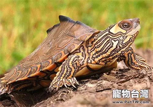 龜飼養中的一些常見誤區(共2張圖片)-寵物台灣
