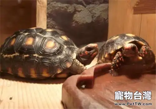 如何鑒別陸龜雌雄?(共2張圖片)-寵物台灣