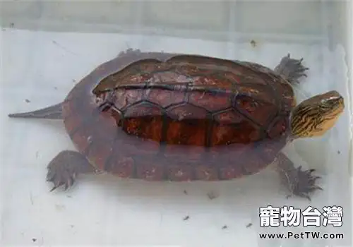 家養水龜吃什麼比較好?(共2張圖片)-寵物台灣
