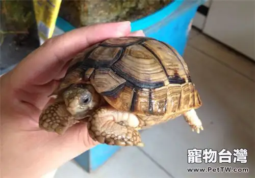 寵物龜加溫飼養要注意哪些問題？