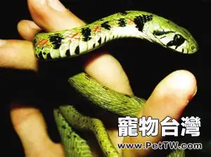 教你用別探針區別蛇的性別(1圖)-寵物台灣