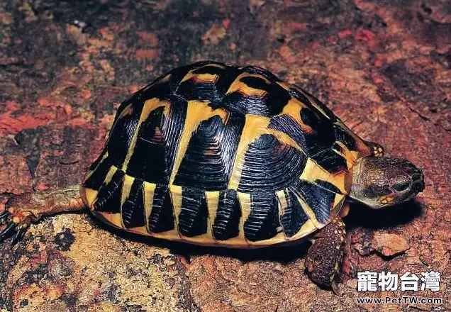 赫曼陸龜基本資料(1圖)-寵物台灣