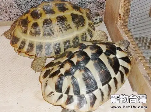 赫曼陸龜的龜種特性(1圖)-寵物台灣