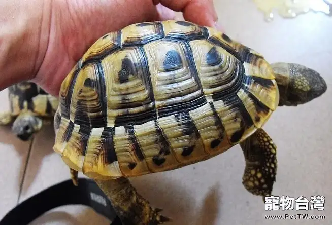 赫曼陸龜的生活習性(1圖)-寵物台灣