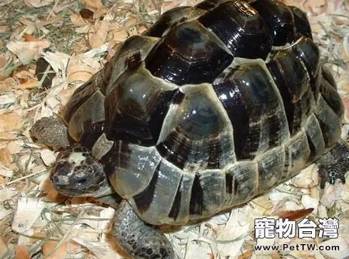 赫曼陸龜的飼養心得(1圖)-寵物台灣