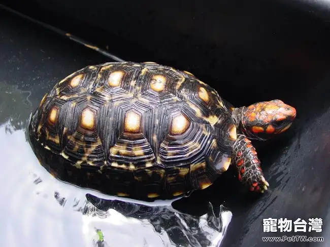 紅腿象龜的飼養與繁殖（圖）