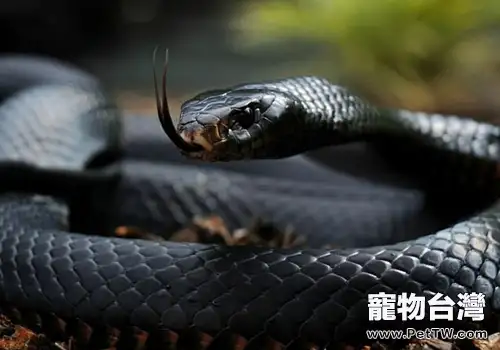 世界十大毒蛇的相關簡介