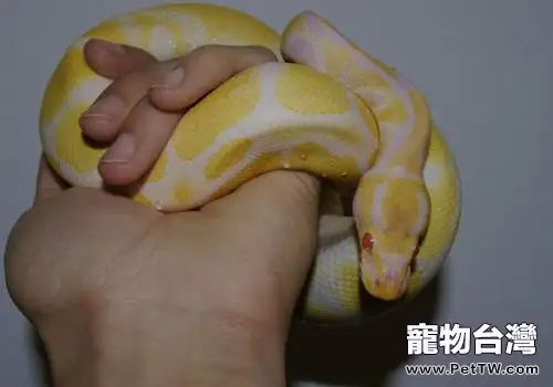 蟒蛇有哪些常見疾病(共2張圖片)-寵物台灣