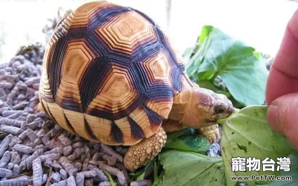 安哥洛卡象龜簡介(1圖)-寵物台灣