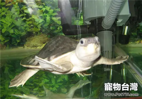 豬鼻龜特殊的繁殖方式
