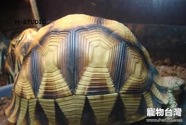 安哥洛卡象龜的繁殖知識
