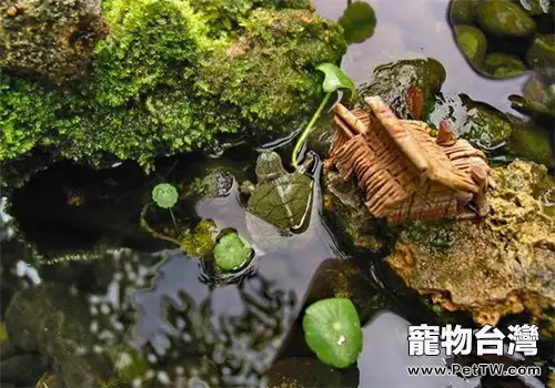 夏季高溫來襲，養龜要注意什麼？