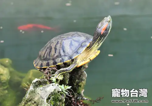 夏季高溫來襲,養龜要注意什麼?(共2張圖片)-寵物台灣