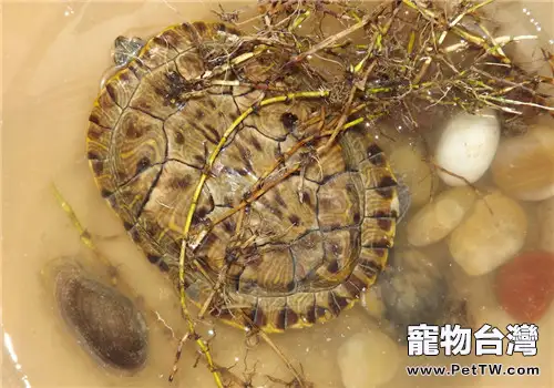 巴西龜背甲的顏色變化(共2張圖片)-寵物台灣