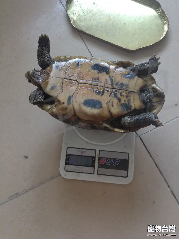 記錄一例緬甸陸龜冬眠醒來狀態差的病例