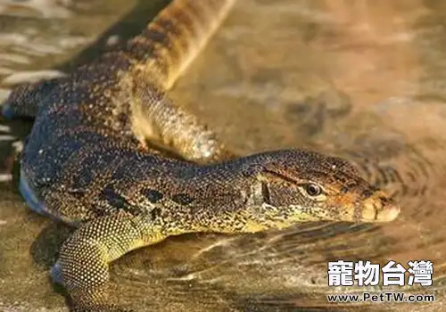常見巨蜥的飼養知識