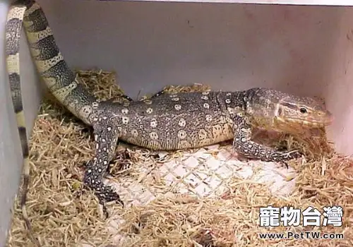 常見巨蜥的飼養知識