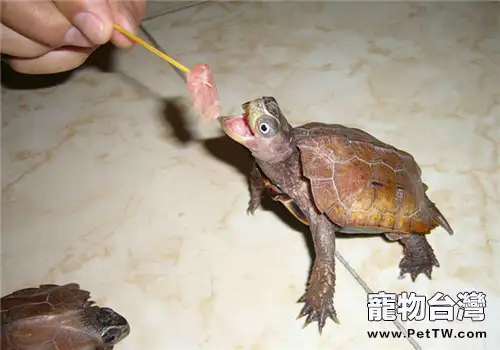 適合小烏龜吃的動物性飼料有哪些？