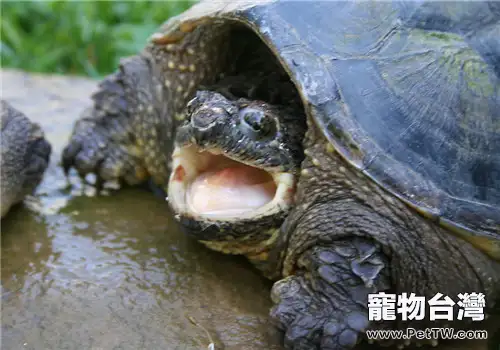 適合小烏龜吃的動物性飼料有哪些?(共2張圖片)-寵物台灣