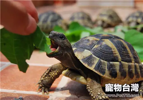 烏龜飼料搭配法則