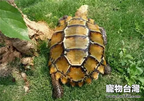 如何選擇凹甲陸龜?(1圖)-寵物台灣