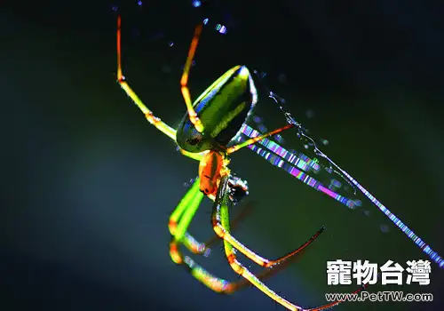 飼養毒蜘蛛需要注意什麼