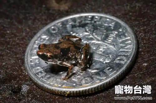 世界真奇妙——最小的脊椎動物(圖)(1圖)-寵物台灣