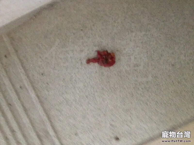 一例黃緣閉殼龜蛔蟲病的治療報告(共5張圖片)-寵物台灣