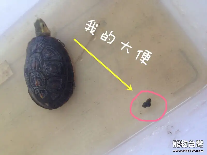 一例黃緣閉殼龜蛔蟲病的治療報告