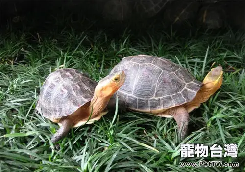 根據習性飼養黃緣閉殼龜