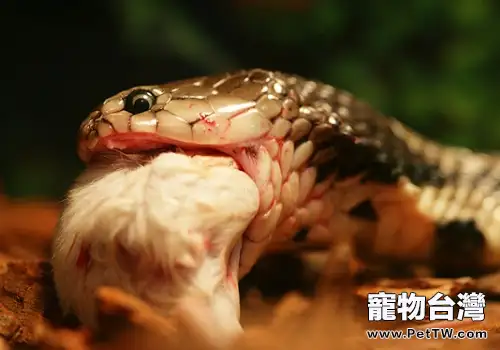 小白鼠和倉鼠養蛇哪個好(共2張圖片)-寵物台灣